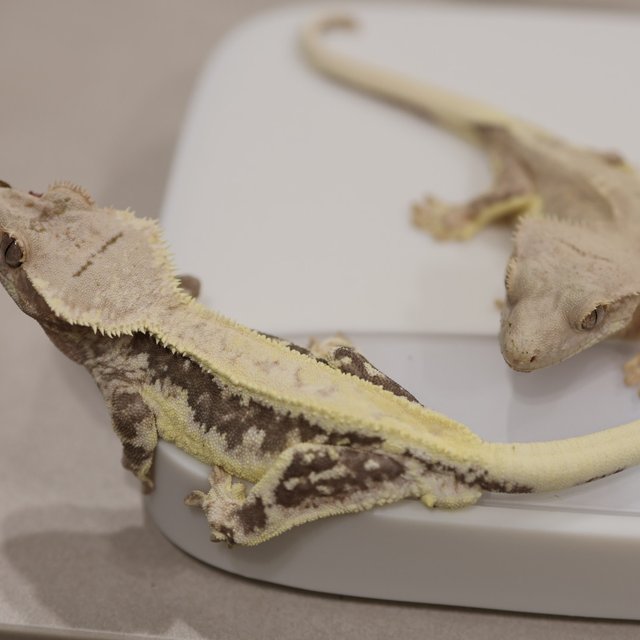 릴리100%헷아잔틱