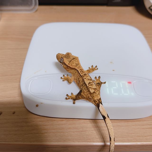 100%헷아잔틱