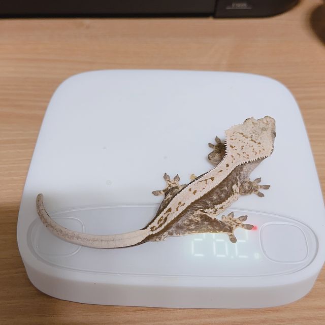 풀핀 100%헷아잔틱