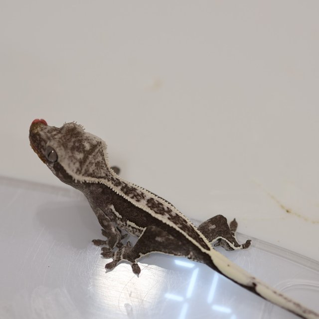 릴리100%헷아잔틱