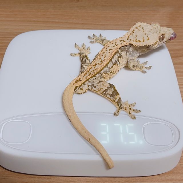 노멀 풀핀 쿼드