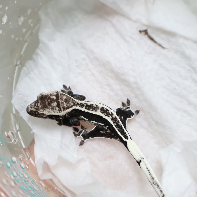 풀핀 쿼드 아잔틱