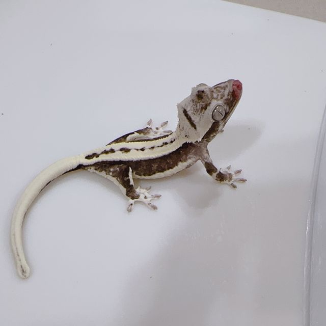 릴잔틱