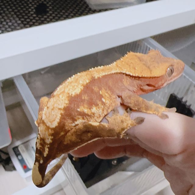 100%헷아잔틱