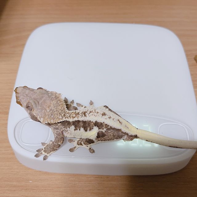 프라푸치노