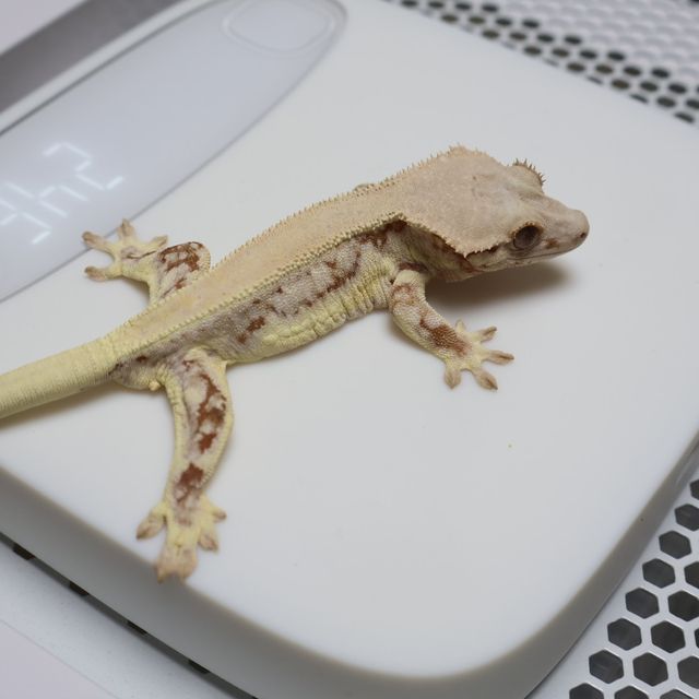 레드 솔리드백 릴리화이트