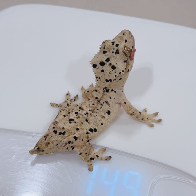 슈퍼달마시안