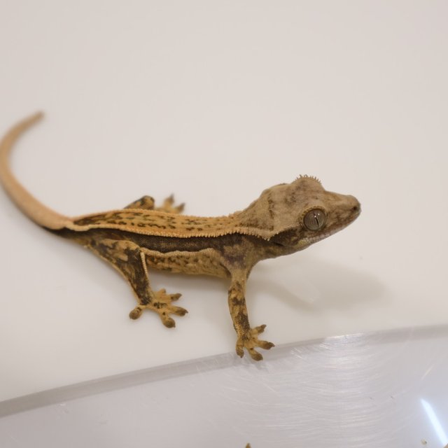 풀핀 쿼드 노멀