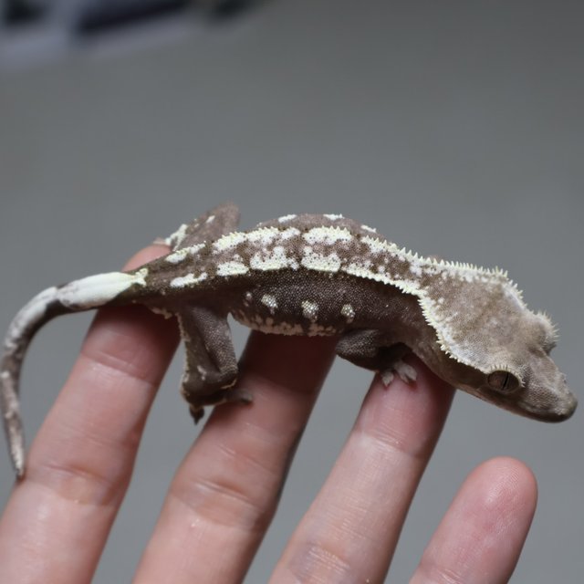 아잔틱