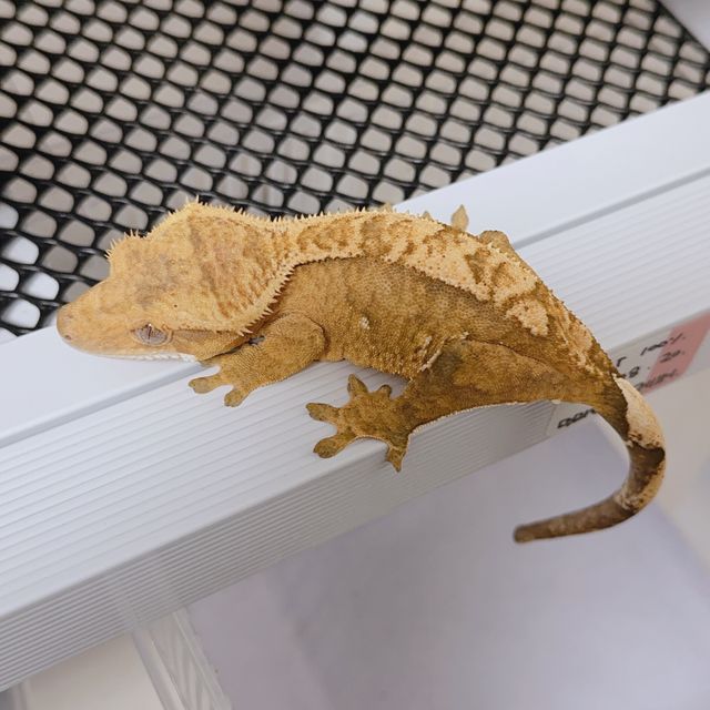 100%헷아잔틱