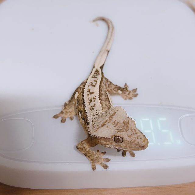 쿼드 풀핀 100%헷아잔틱