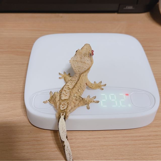 100%헷아잔틱