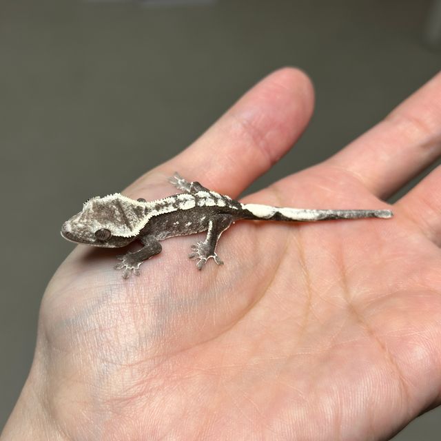아잔틱