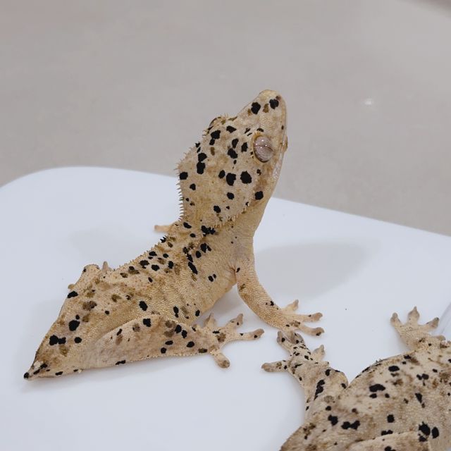 슈퍼달마시안
