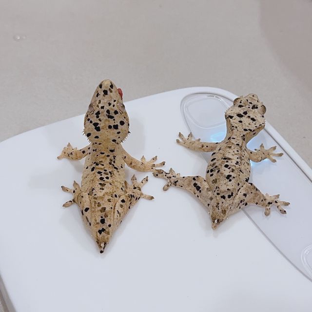 슈퍼달마시안