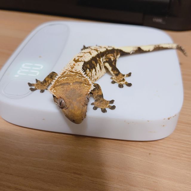 바브