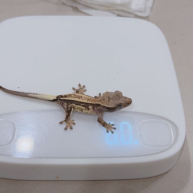 카푸치노