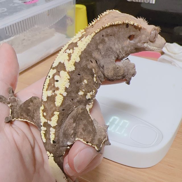 카푸치노