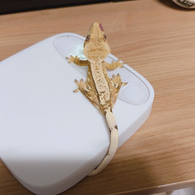 100%헷아잔틱
