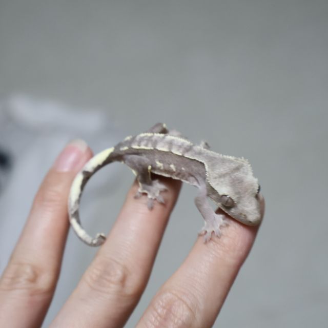 아잔틱