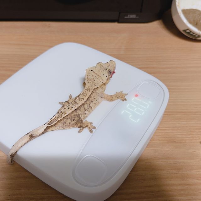 100%헷아잔틱