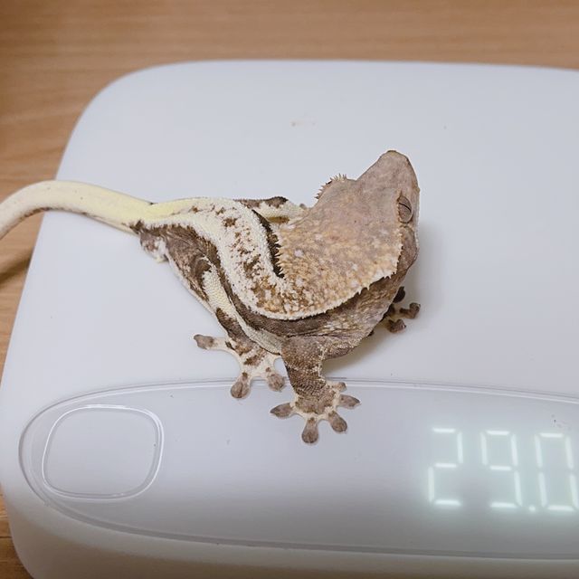 프라푸치노