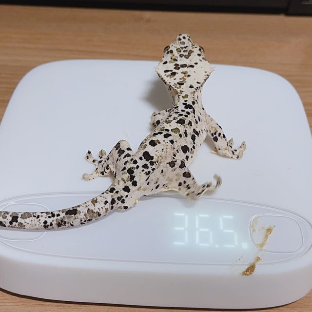 슈퍼달마시안