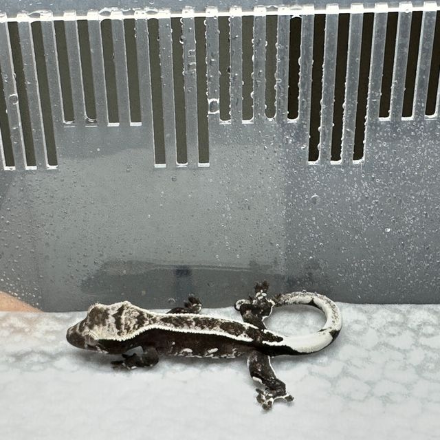 아잔틱