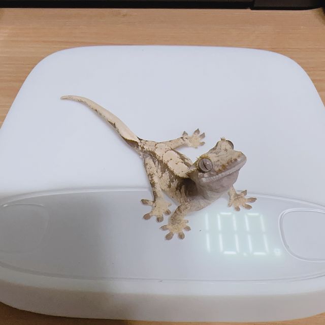 100%헷아잔틱