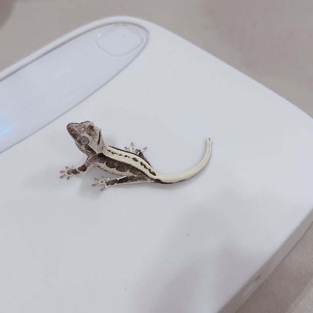 릴잔틱