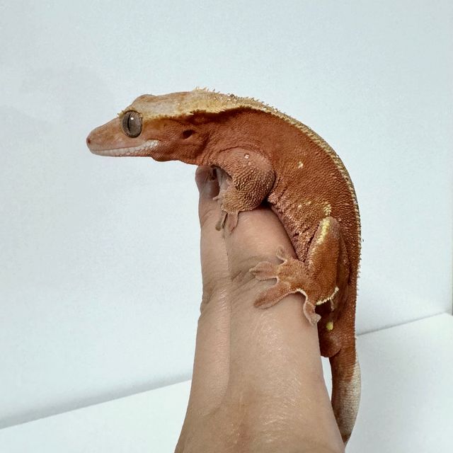 바이 레드