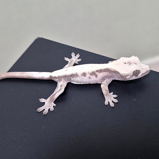 슈퍼세이블 릴리