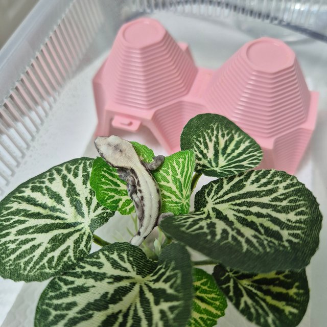 슈퍼세이블 릴리