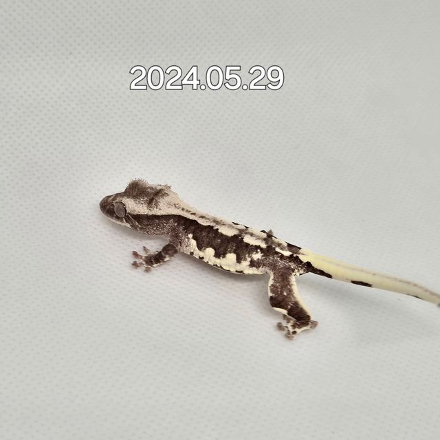 릴잔틱
