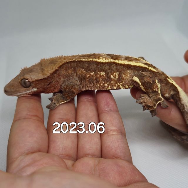 카푸치노