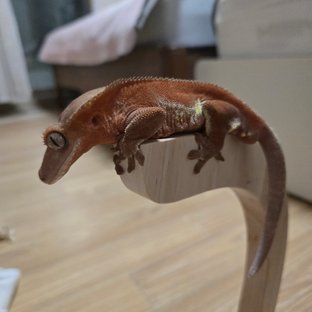 레드 팬텀 릴리화이트