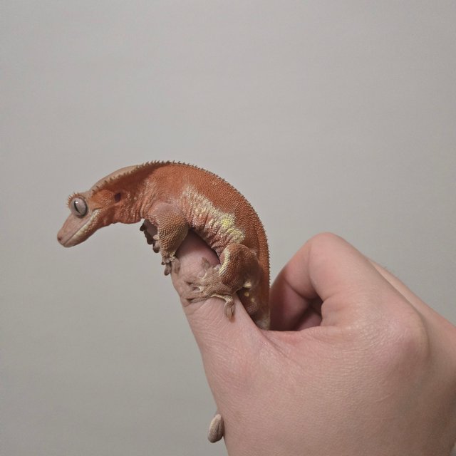 레드 팬텀 릴리화이트