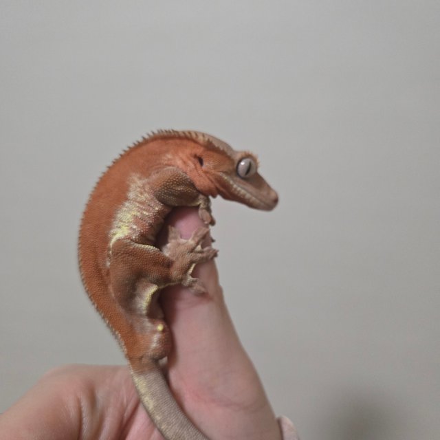 레드 팬텀 릴리화이트