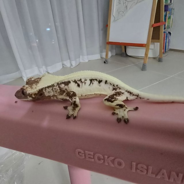 릴리 세이블 릴리화이트 세이블