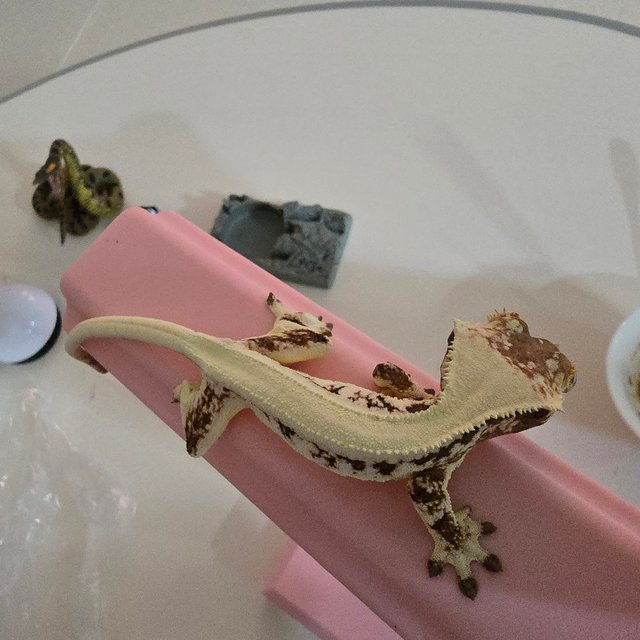 릴리 세이블 릴리화이트 세이블