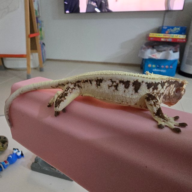 릴리 세이블 릴리화이트 세이블