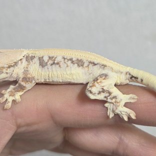 솔리드백 릴리화이트