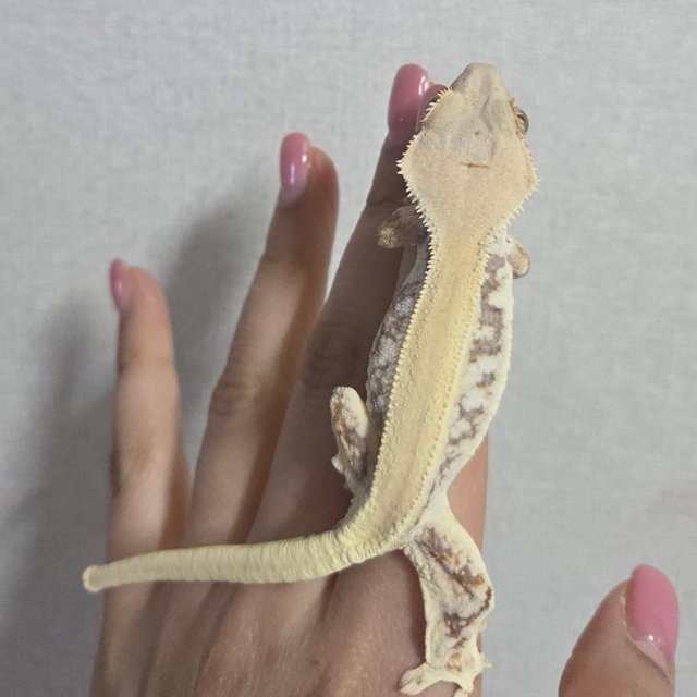 솔리드백 릴리화이트