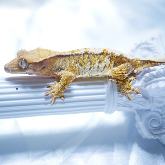 노멀 트라이 텐저린