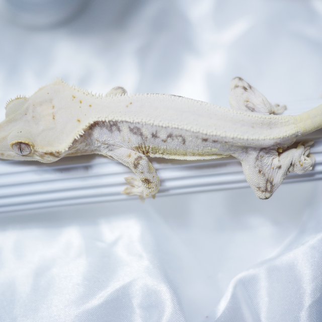 릴리화이트 솔리드백 화이트