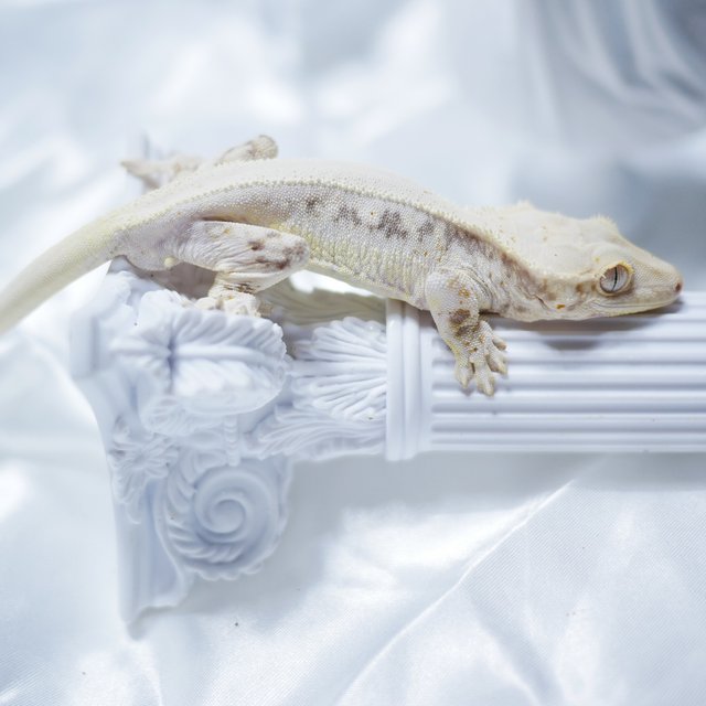 릴리화이트 솔리드백 화이트