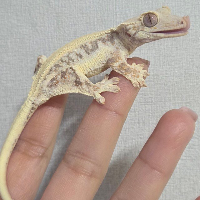 솔리드백 릴리화이트