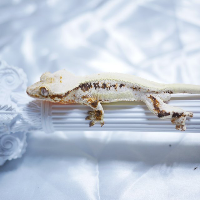 릴리화이트 솔리드백 화이트