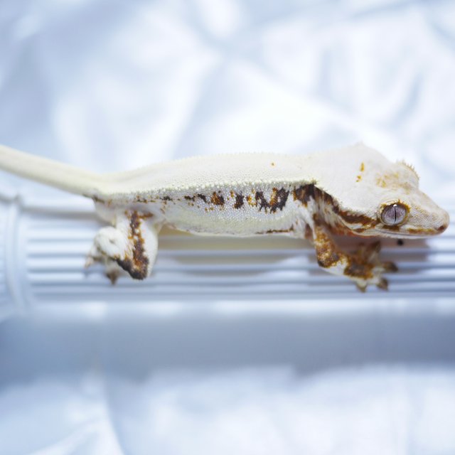 릴리화이트 솔리드백 화이트