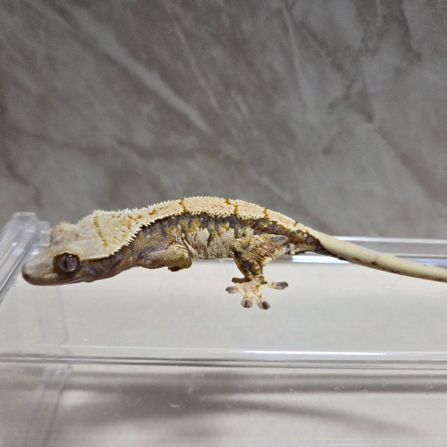 트라이 익스트림할리퀸